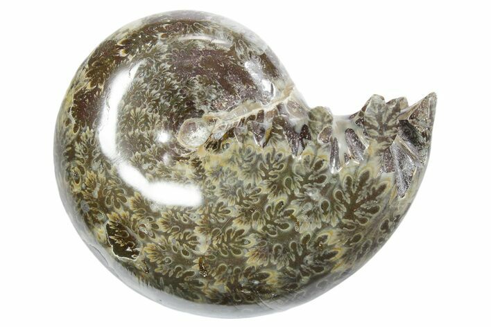 Polished Ammonite (Phylloceras) Fossil - Madagascar #349823